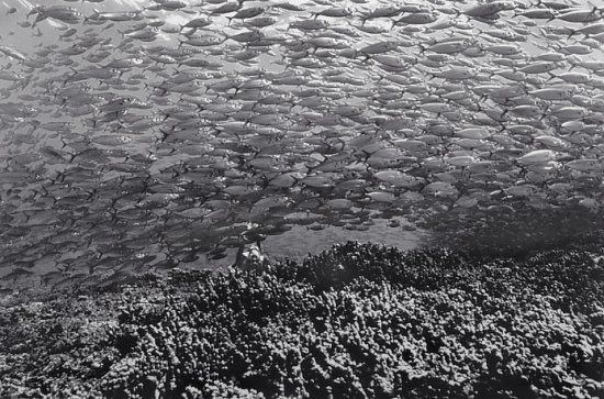 Beautiful pictures of school of fish by Wayne Levin (36 pics)