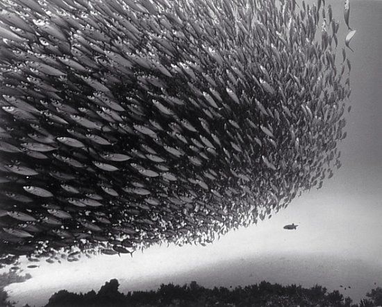 Beautiful pictures of school of fish by Wayne Levin (36 pics)