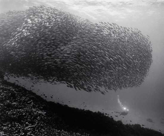 Beautiful pictures of school of fish by Wayne Levin (36 pics)