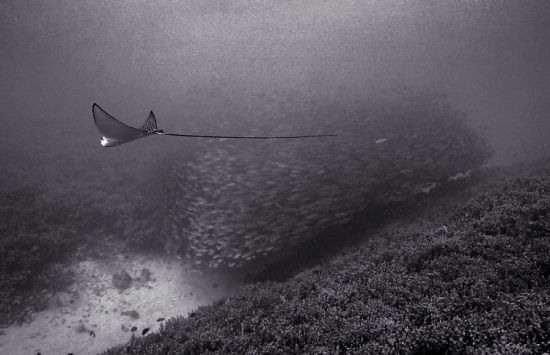 Beautiful pictures of school of fish by Wayne Levin (36 pics)
