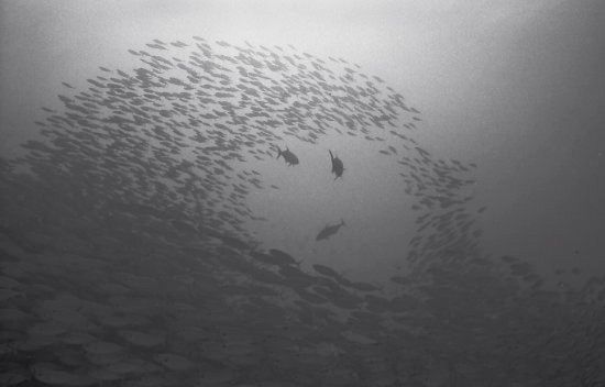 Beautiful pictures of school of fish by Wayne Levin (36 pics)