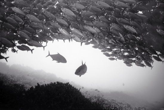 Beautiful pictures of school of fish by Wayne Levin (36 pics)