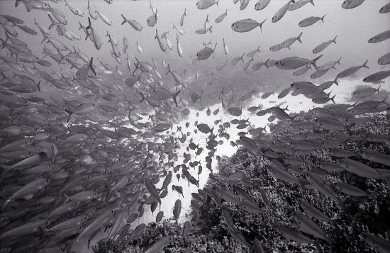 Beautiful pictures of school of fish by Wayne Levin (36 pics)