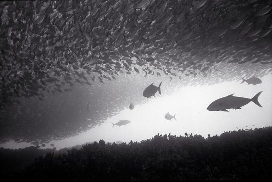 Beautiful pictures of school of fish by Wayne Levin (36 pics)