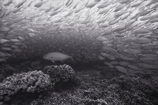 Beautiful pictures of school of fish by Wayne Levin (36 pics)