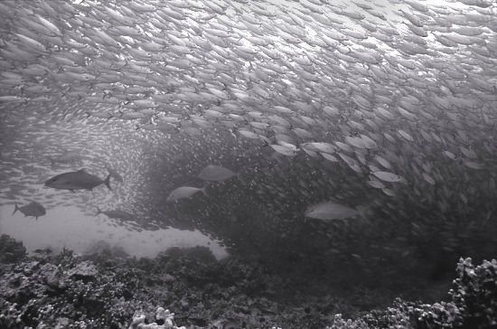 Beautiful pictures of school of fish by Wayne Levin (36 pics)