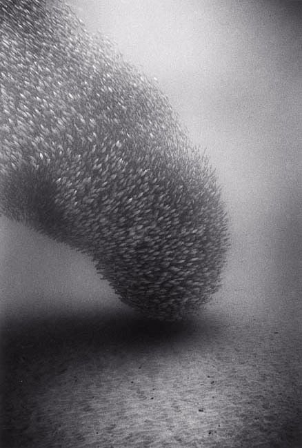 Beautiful pictures of school of fish by Wayne Levin (36 pics)