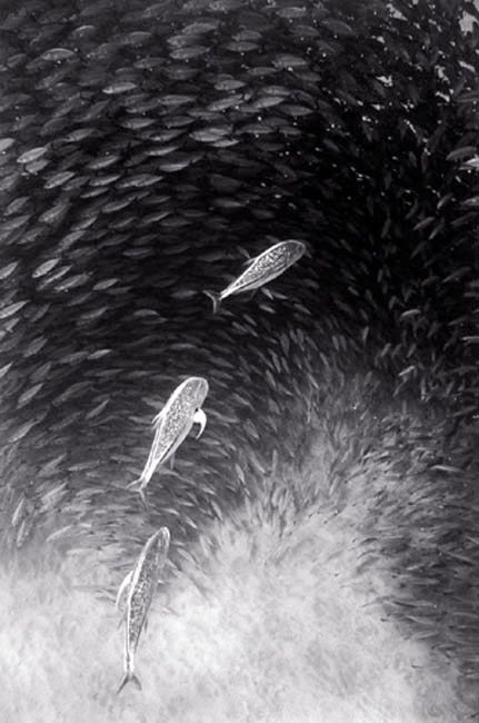 Beautiful pictures of school of fish by Wayne Levin (36 pics)
