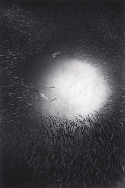 Beautiful pictures of school of fish by Wayne Levin (36 pics)