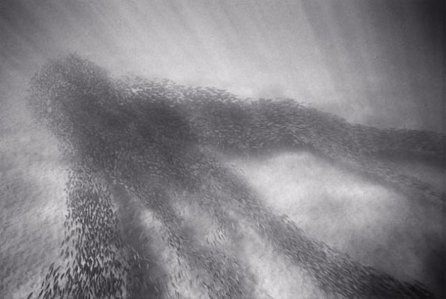 Beautiful pictures of school of fish by Wayne Levin (36 pics)