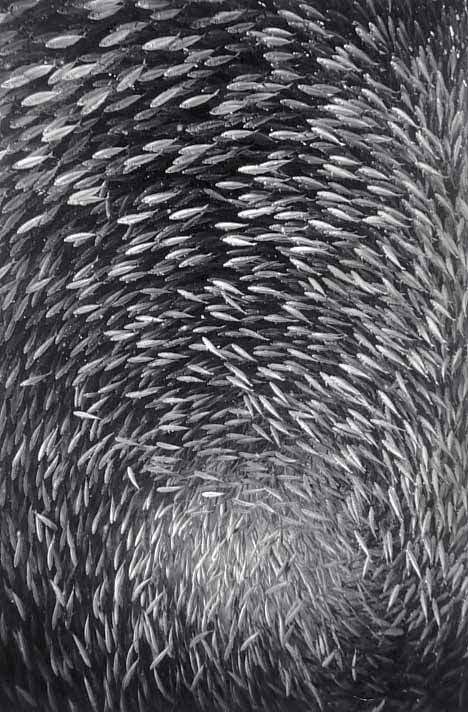 Beautiful pictures of school of fish by Wayne Levin (36 pics)