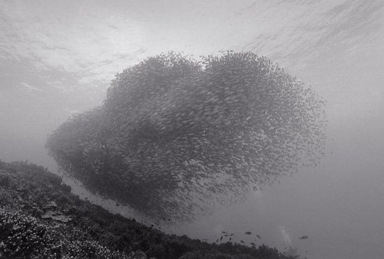 Beautiful pictures of school of fish by Wayne Levin (36 pics)