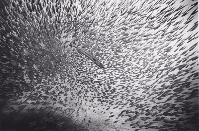Beautiful pictures of school of fish by Wayne Levin (36 pics)