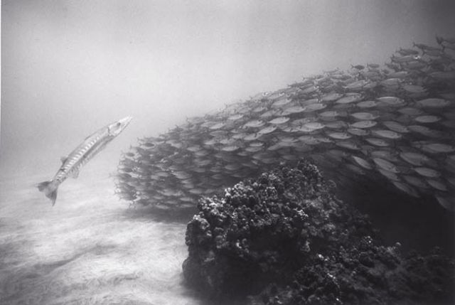 Beautiful pictures of school of fish by Wayne Levin (36 pics)