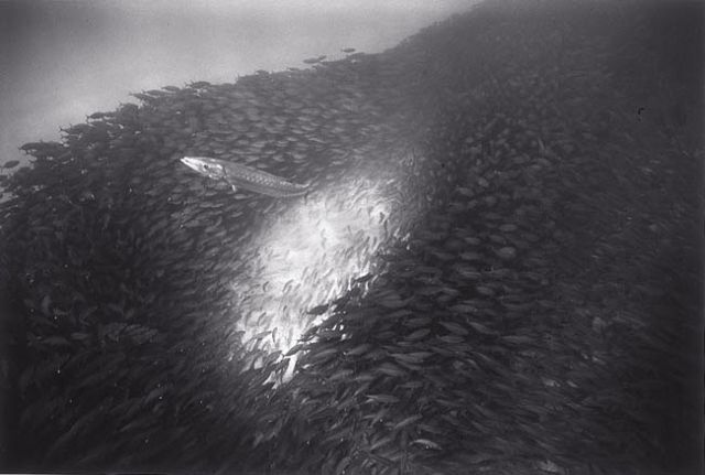 Beautiful pictures of school of fish by Wayne Levin (36 pics)