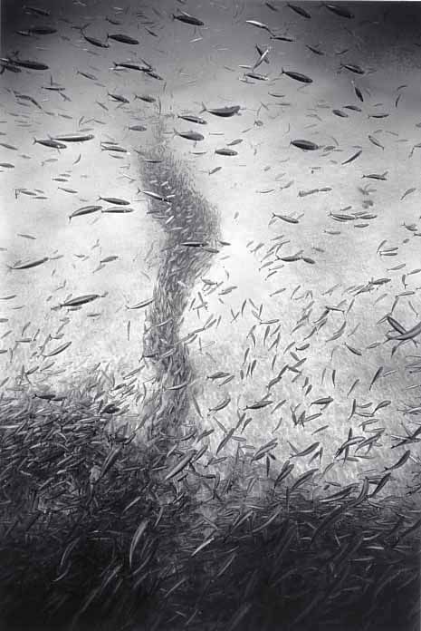 Beautiful pictures of school of fish by Wayne Levin (36 pics)
