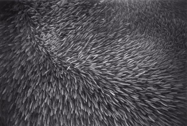 Beautiful pictures of school of fish by Wayne Levin (36 pics)