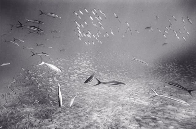 Beautiful pictures of school of fish by Wayne Levin (36 pics)