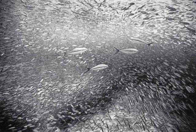 Beautiful pictures of school of fish by Wayne Levin (36 pics)