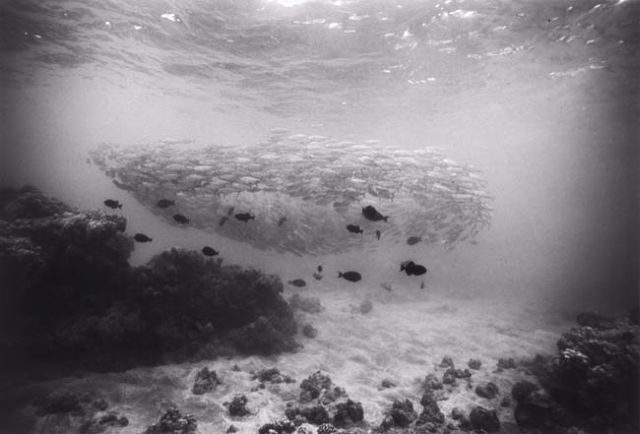 Beautiful pictures of school of fish by Wayne Levin (36 pics)
