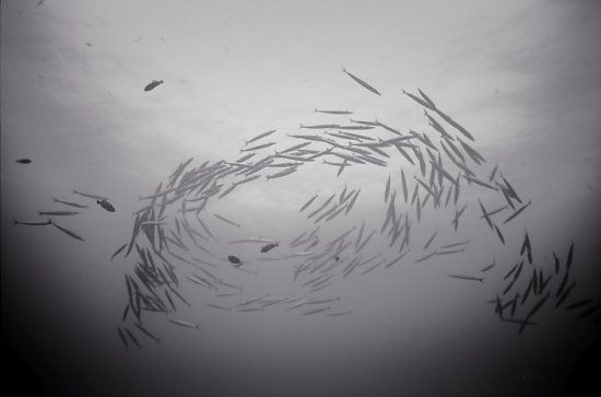 Beautiful pictures of school of fish by Wayne Levin (36 pics)
