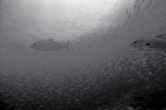 Beautiful pictures of school of fish by Wayne Levin (36 pics)