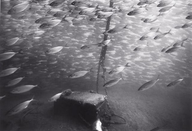 Beautiful pictures of school of fish by Wayne Levin (36 pics)
