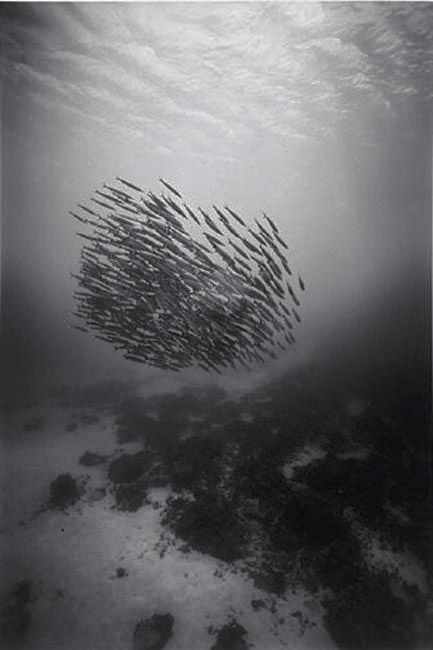 Beautiful pictures of school of fish by Wayne Levin (36 pics)