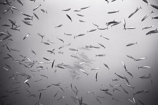 Beautiful pictures of school of fish by Wayne Levin (36 pics)