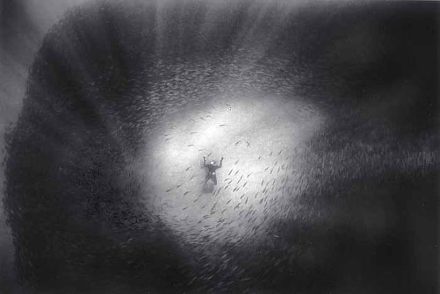 Beautiful pictures of school of fish by Wayne Levin (36 pics)