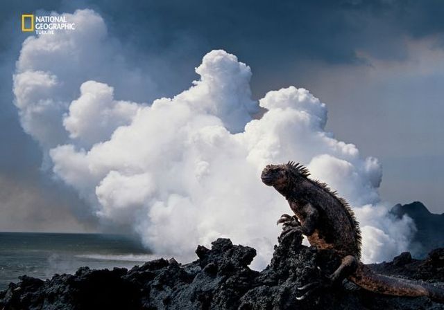 Wildlife exhibition: Thrive! (53 pics)