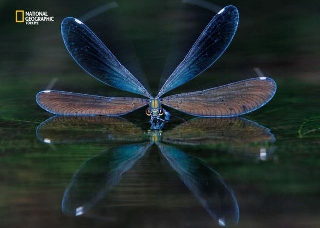 Wildlife exhibition: Thrive! (53 pics)