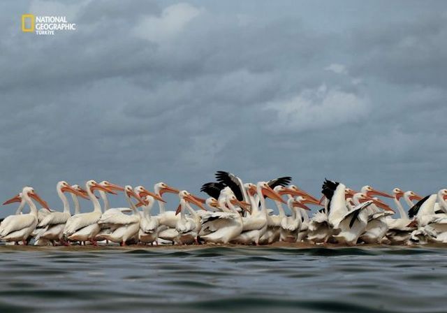 Wildlife exhibition: Thrive! (53 pics)