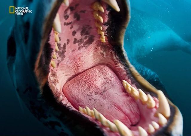 Wildlife exhibition: Thrive! (53 pics)