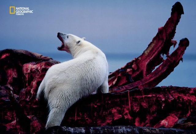 Wildlife exhibition: Thrive! (53 pics)