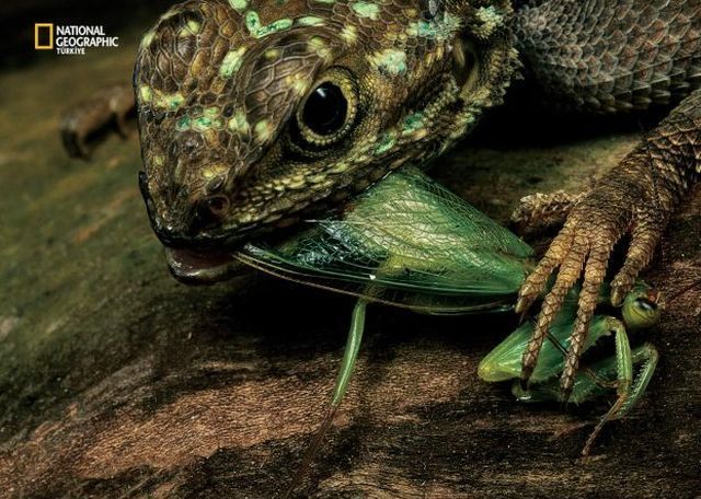 Wildlife exhibition: Thrive! (53 pics)