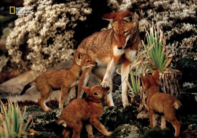 Wildlife exhibition: Thrive! (53 pics)