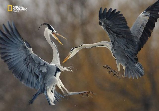 Wildlife exhibition: Thrive! (53 pics)