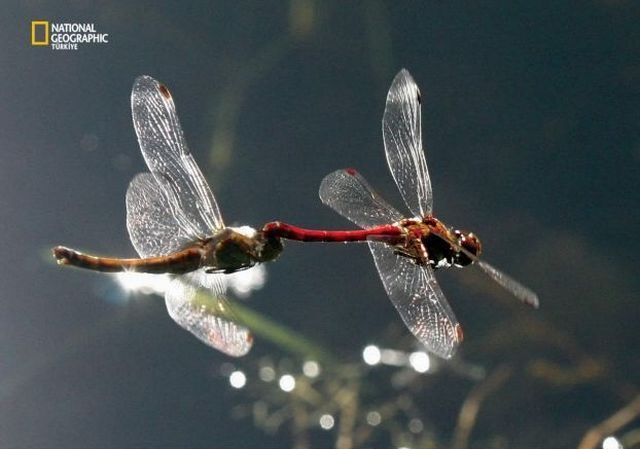 Wildlife exhibition: Thrive! (53 pics)