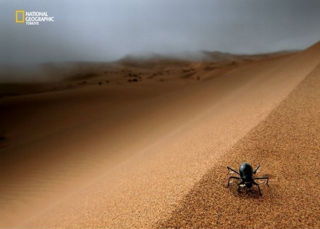 Wildlife exhibition: Thrive! (53 pics)