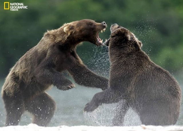 Wildlife exhibition: Thrive! (53 pics)