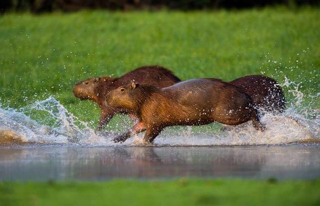 Wildlife exhibition: Thrive! (53 pics)