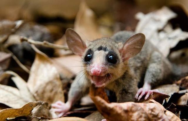 Wildlife exhibition: Thrive! (53 pics)