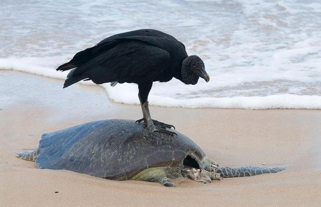 Wildlife exhibition: Thrive! (53 pics)