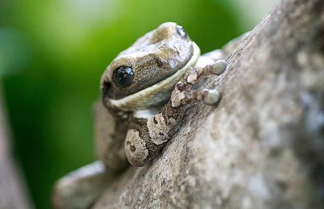 Wildlife exhibition: Thrive! (53 pics)