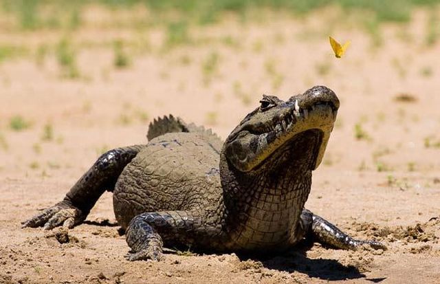 Wildlife exhibition: Thrive! (53 pics)