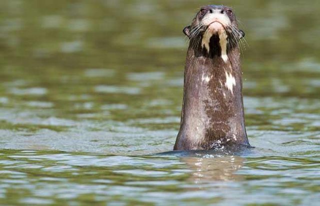 Wildlife exhibition: Thrive! (53 pics)