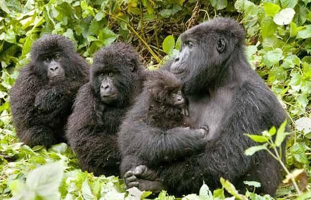 Wildlife exhibition: Thrive! (53 pics)