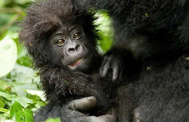Wildlife exhibition: Thrive! (53 pics)