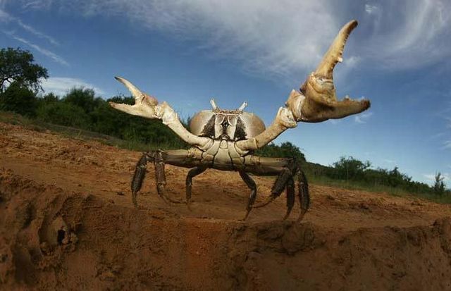 Wildlife exhibition: Thrive! (53 pics)